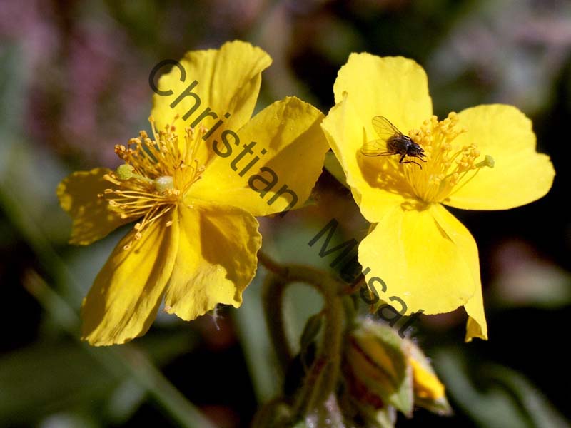 helianthème 001