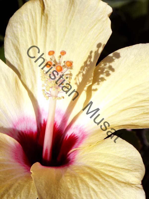 hibiscus 001