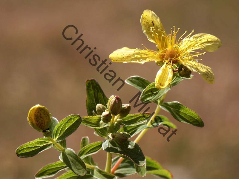 hypericum 001