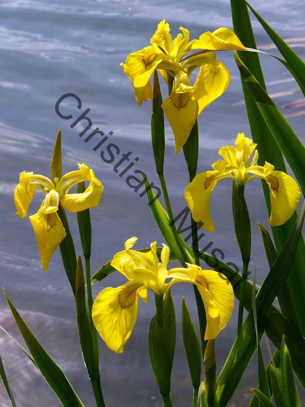 iris jaune 001