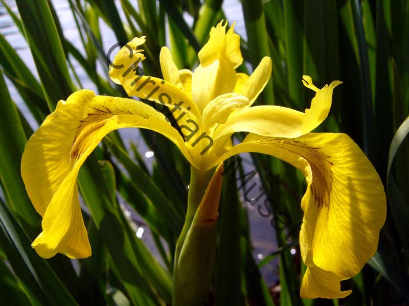 iris jaune 002