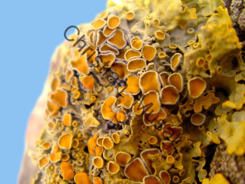 lichen 001