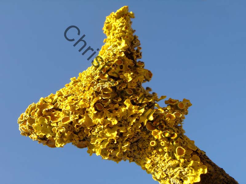 lichen 003