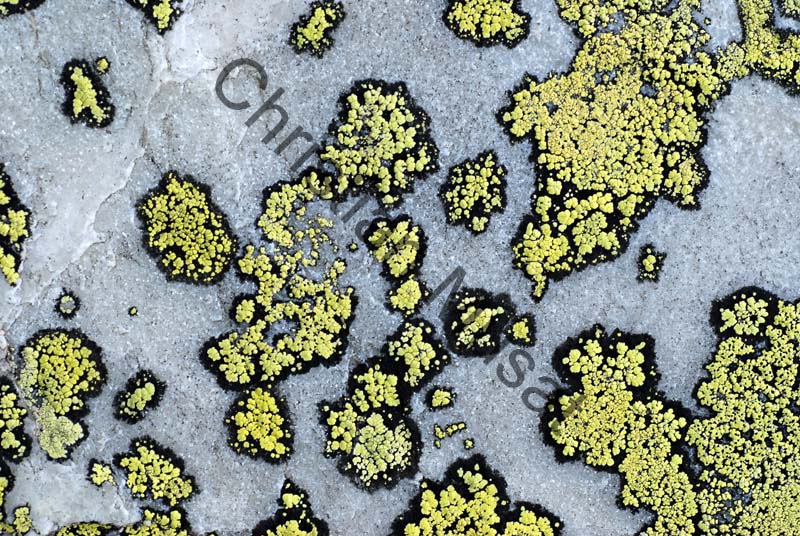 lichen 005