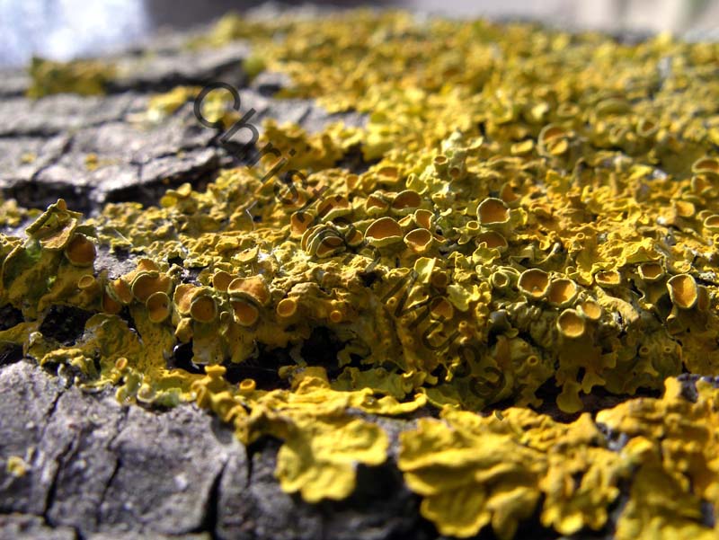 lichen 007