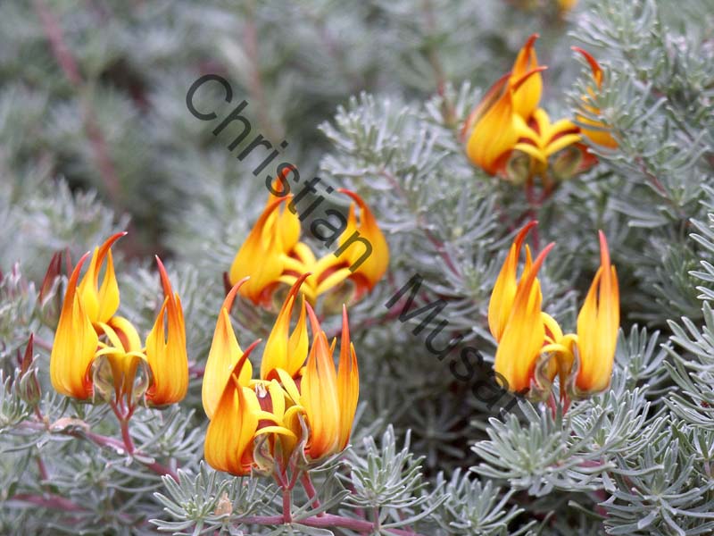 lotus maculatus 001