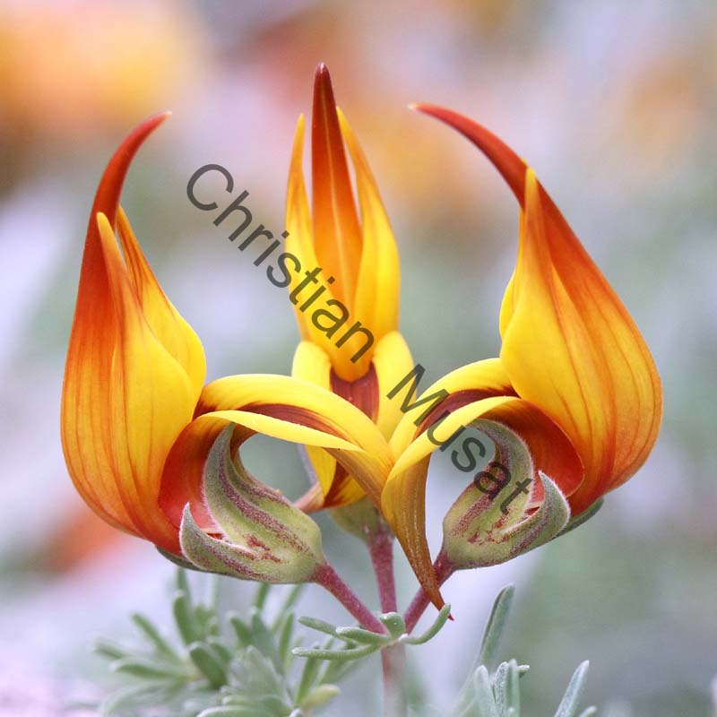 lotus maculatus 002