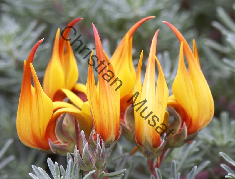 lotus maculatus 004