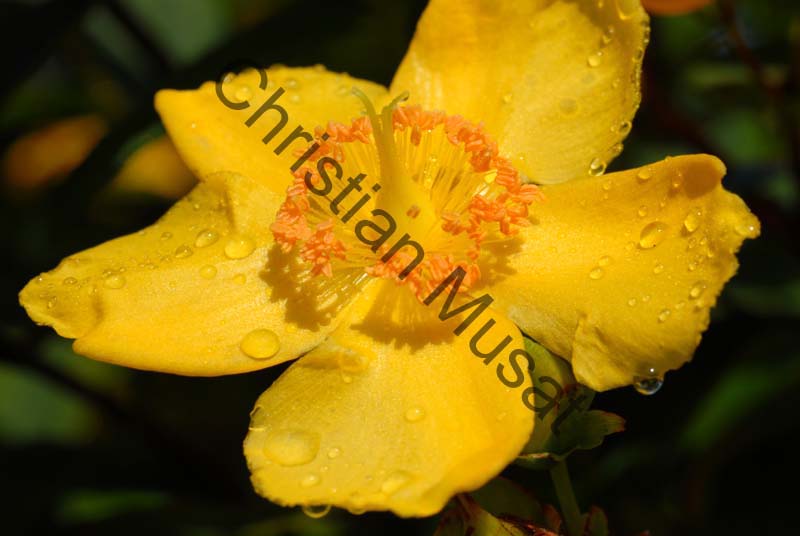 millepertuis 001