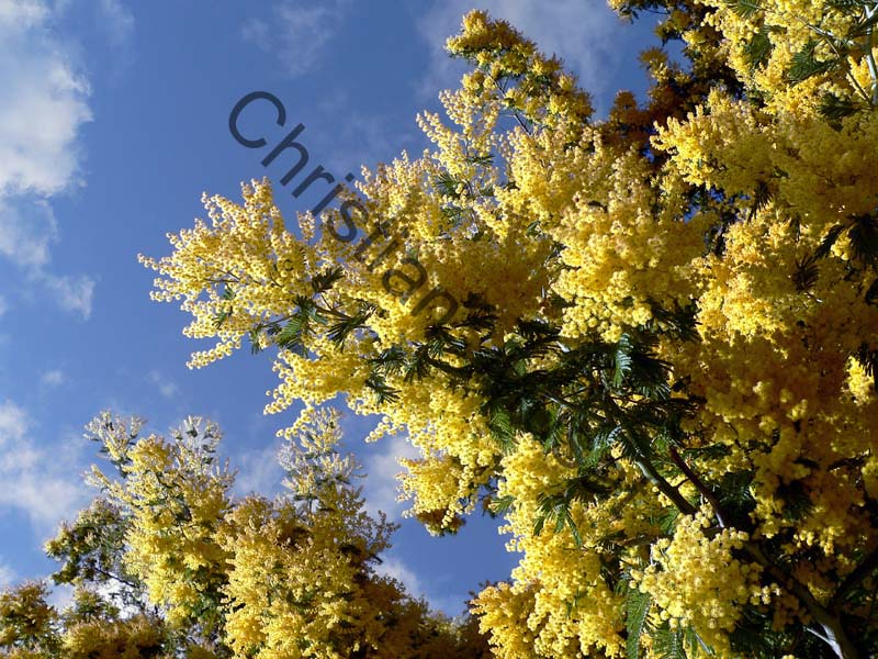 mimosa 001