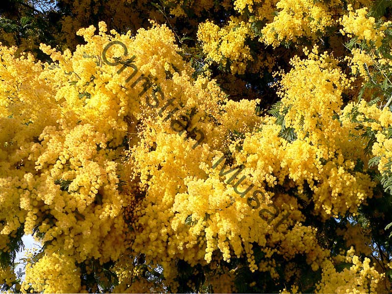 mimosa 003