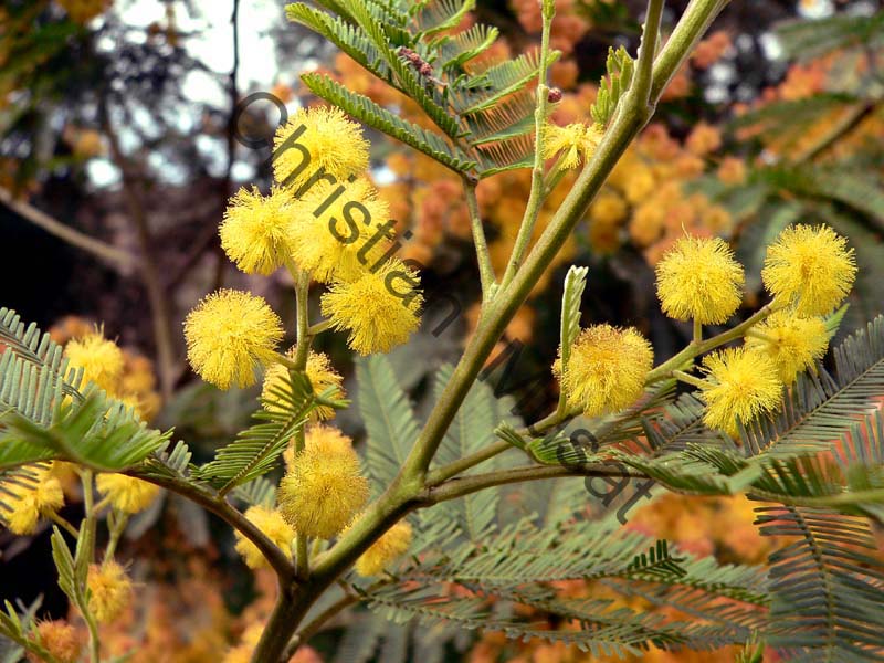 mimosa 004
