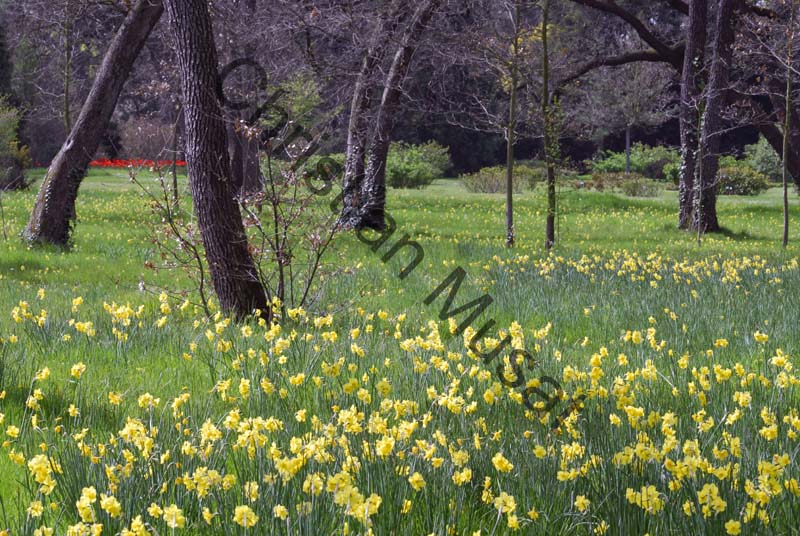 narcisse 003
