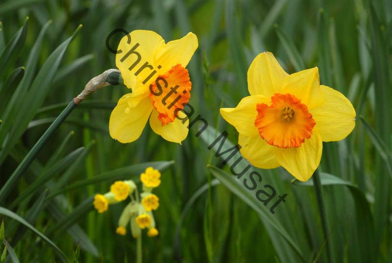 narcisse 007