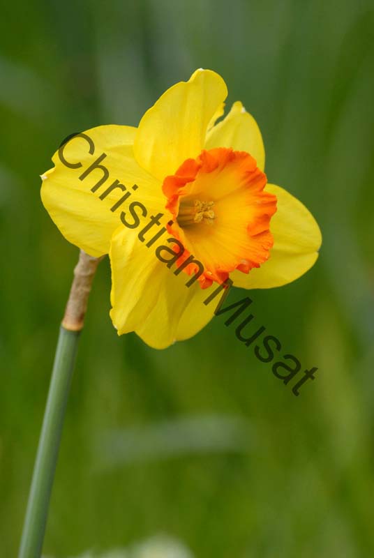 narcisse 008