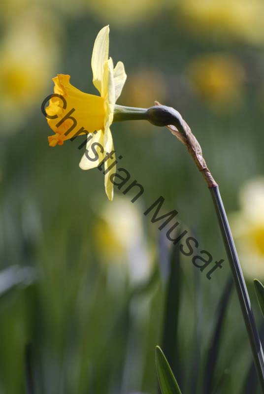 narcisse 009