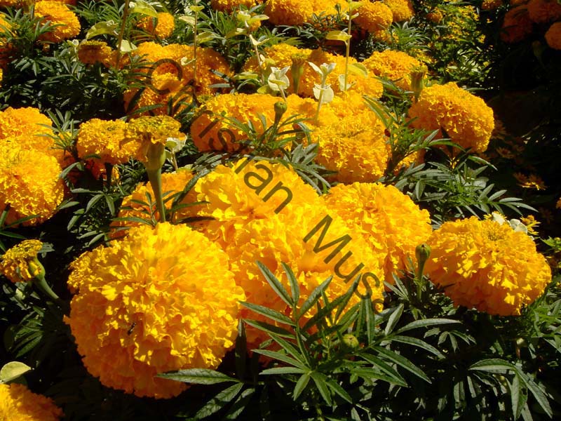 oeillet d'inde 002