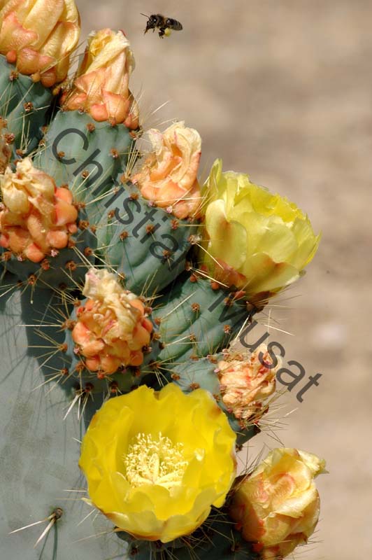opuntia 001