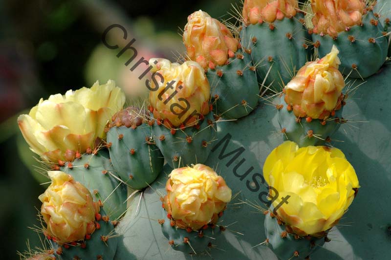 opuntia 002