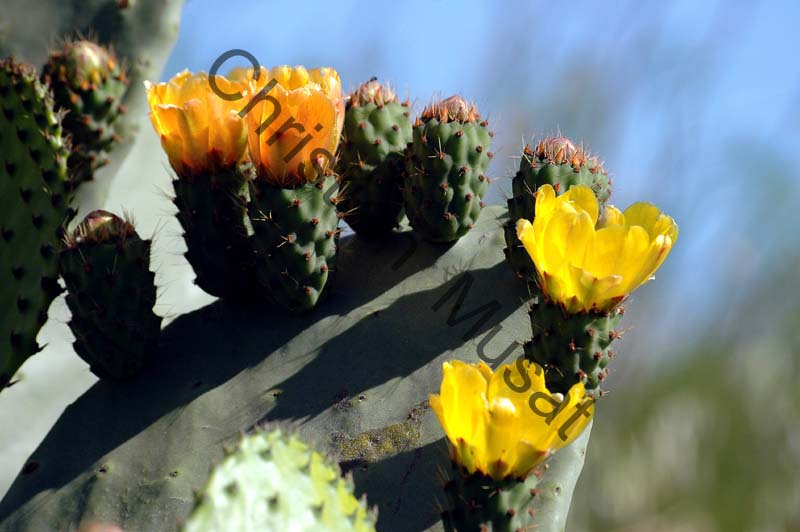 opuntia 003