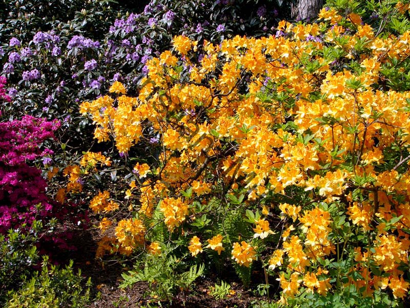 rhododendron 028
