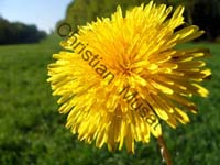pissenlit 006