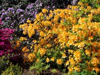 rhododendron 028