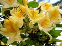 rhododendron 029