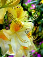 rhododendron 030