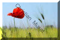 coquelicot 002