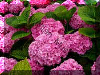 hortensia 010