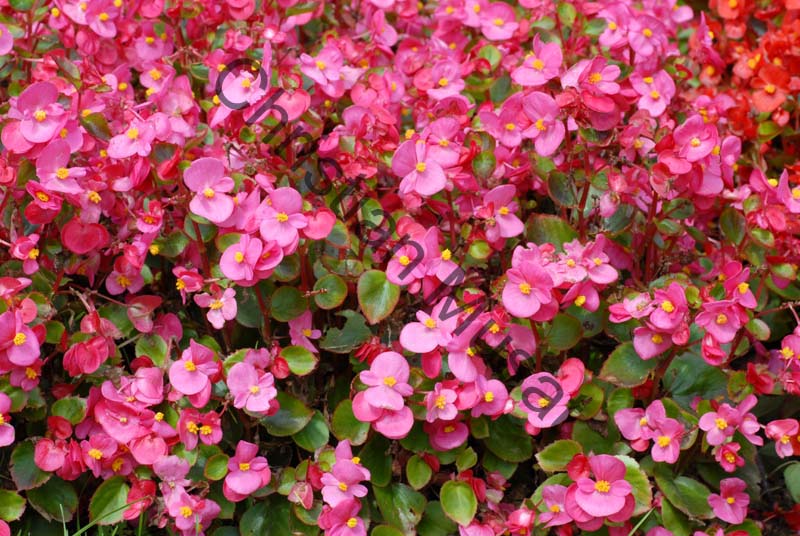 begonia 007