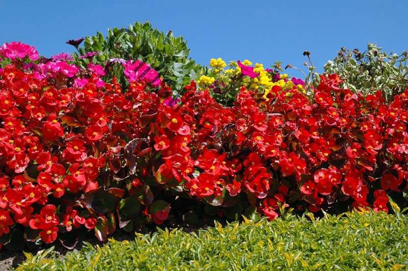 begonia 010