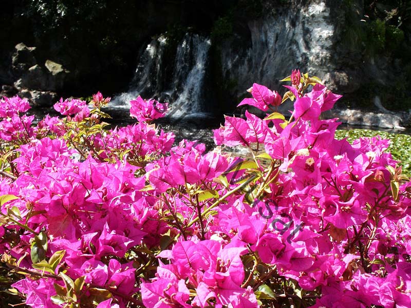 bougainvillee 001