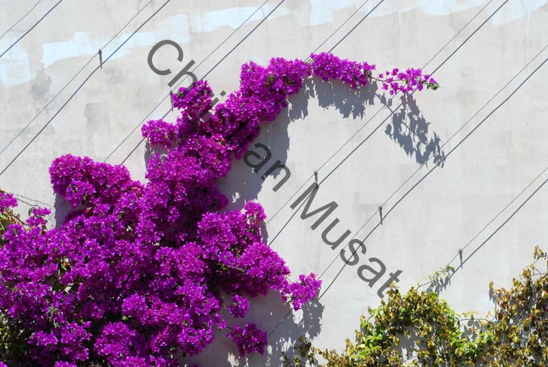 bougainvillee 007