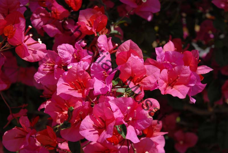 bougainvillee 011