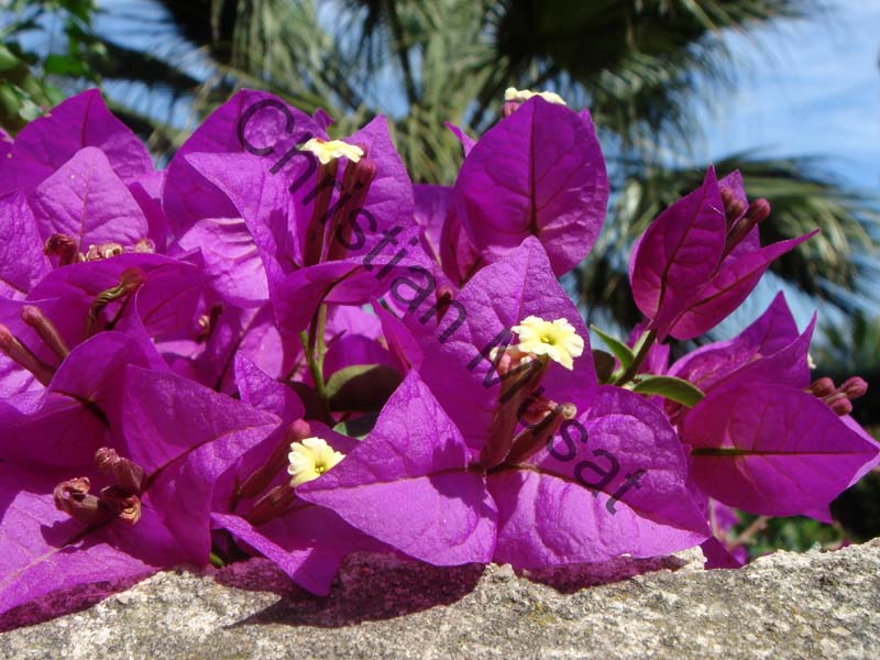 bougainvillee 013