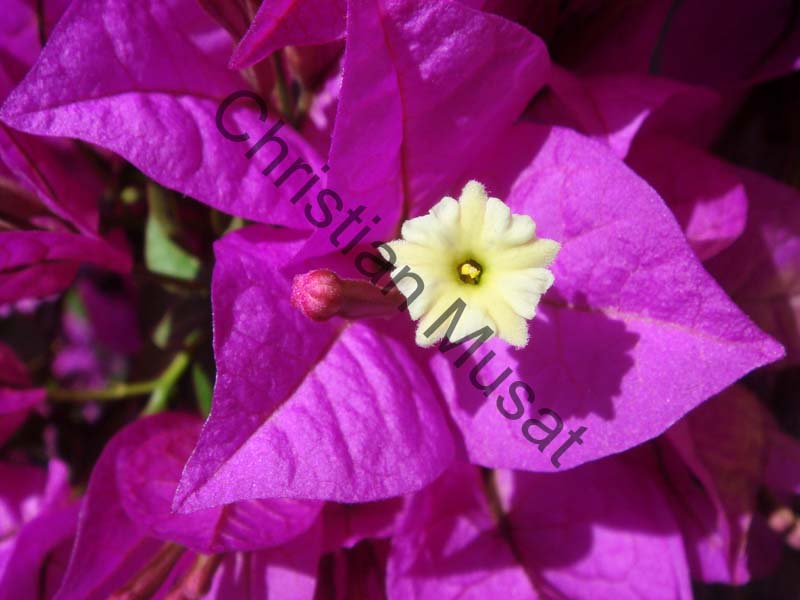 bougainvillee 014