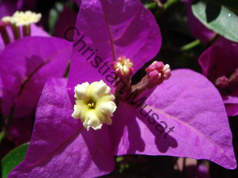 bougainvillee 015