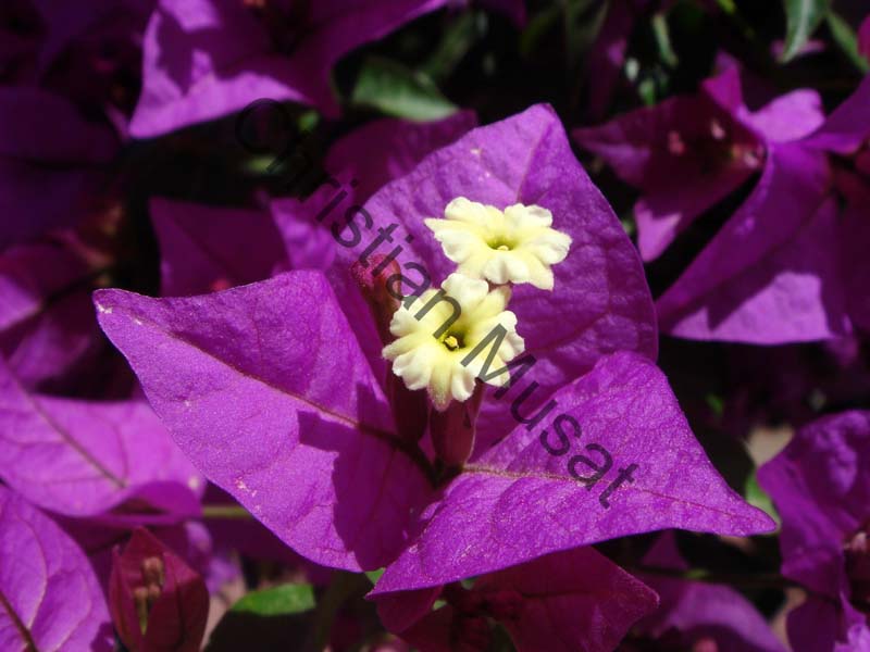 bougainvillee 016