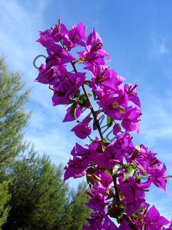 bougainvillee 017