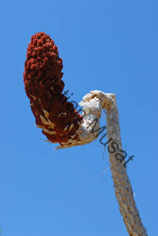cactus 009