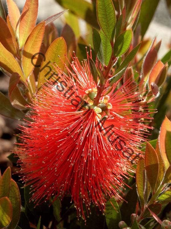 callistemon 001