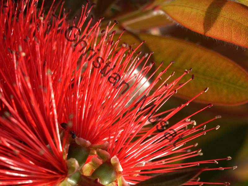 callistemon 002