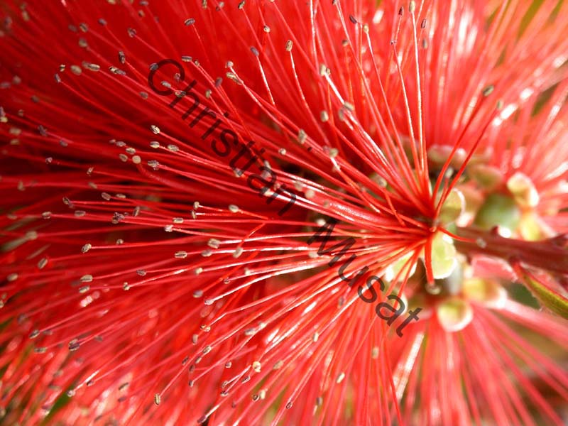 callistemon 003