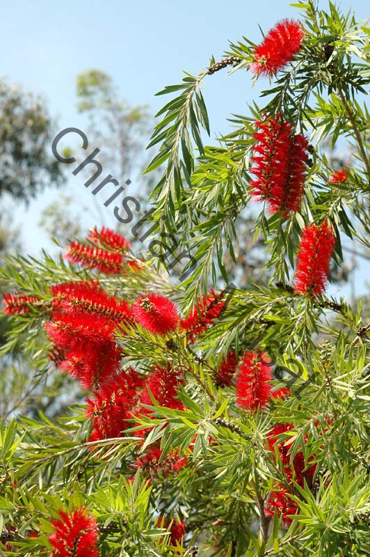 callistemon 004