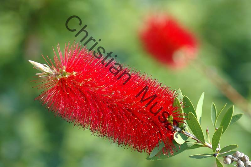 callistemon 006