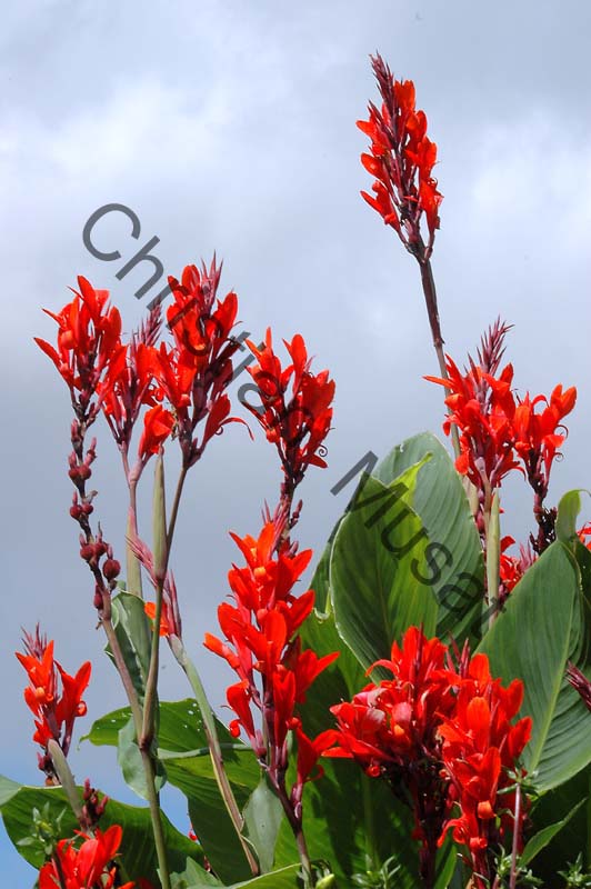 canna 002