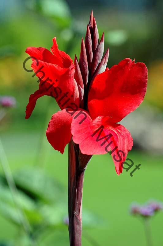 canna 004