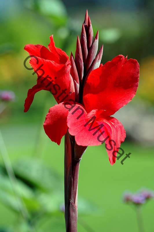 canna 008
